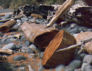 reclaimed cedar as driftwood
